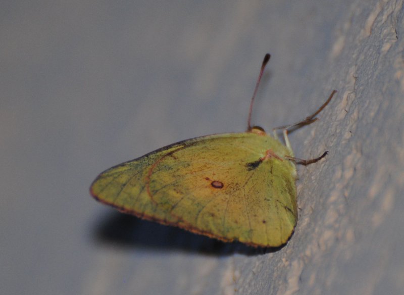 ID-USA-lepidotteri-Colias